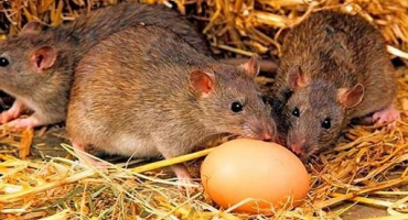 Jak a co se vypořádat s krysami v kurníku, nejlepší prostředky a metody boje